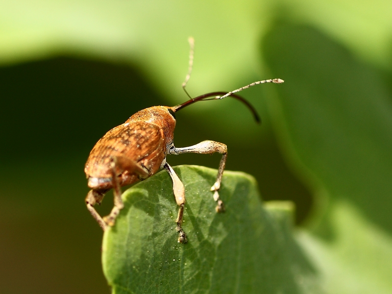 Curculionidae da ID